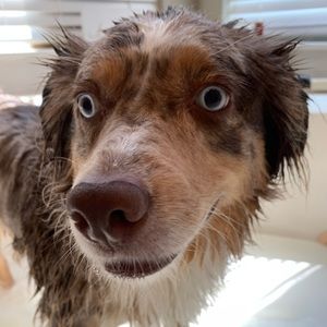 Meet your Posher, Leslie